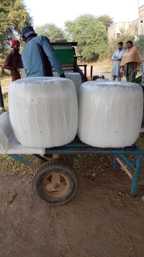 corn silage and animal feed dairy feed