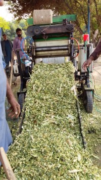 corn silage and animal feed dairy feed
