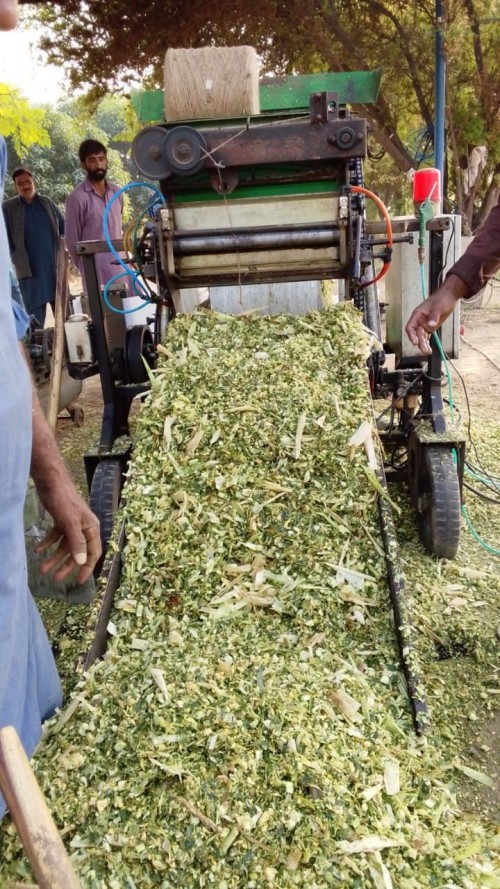 corn silage and animal feed dairy feed