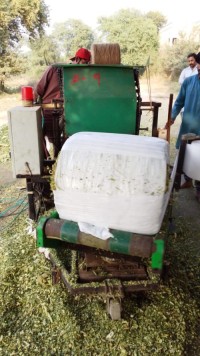 corn silage and animal feed dairy feed